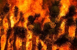 Calor extremo aumenta temores de incêndios florestais rápidos