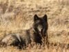 Lobos da Califórnia comem mais gado do que presas, revela estudo
