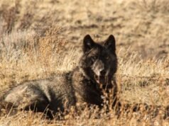 Lobos da Califórnia comem mais gado do que presas, revela estudo