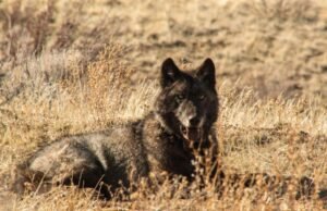 Lobos da Califórnia comem mais gado do que presas, revela estudo