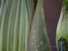 Duas flores raras estão prestes a poluir o Huntington