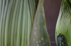 Duas flores raras estão prestes a poluir o Huntington