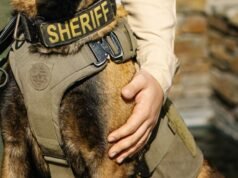 K-9 morre após atirar e correr após susto com fogos de artifício na Califórnia