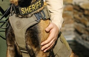 K-9 morre após atirar e correr após susto com fogos de artifício na Califórnia