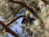 Ativistas escalam um pinheiro de 30 metros para protestar contra o corte de árvores em Pasadena