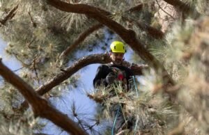 Ativistas escalam um pinheiro de 30 metros para protestar contra o corte de árvores em Pasadena