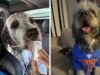 LA processou por tiro policial em cachorro vestindo camiseta dos Knicks