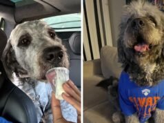 LA processou por tiro policial em cachorro vestindo camiseta dos Knicks