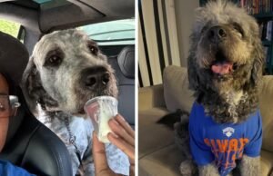 LA processou por tiro policial em cachorro vestindo camiseta dos Knicks