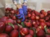 Agricultores do condado de Fresno distribuem 182.000 libras de nectarinas