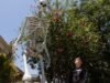 Os esqueletos gigantes ficam muito antes do Halloween em Los Angeles