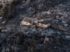 Centenas de bombeiros combatem incêndios florestais no sul da Espanha que mataram pelo menos 12 pessoas