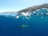 Os tubarões podem ouvir nadadores e surfistas antes de perdê-los ou vê-los