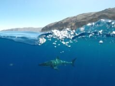Os tubarões podem ouvir nadadores e surfistas antes de perdê-los ou vê-los