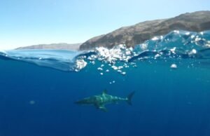 Os tubarões podem ouvir nadadores e surfistas antes de perdê-los ou vê-los